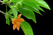 <strong>Malvaceae - Hibiscus boryanus - DC.</strong><br />© Sarrailh Jean-Michel / CIRAD