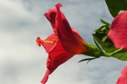 <strong>Malvaceae - Hibiscus boryanus - DC.</strong><br />© Sarrailh Jean-Michel / CIRAD