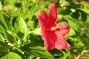 <strong>Malvaceae - Hibiscus boryanus - DC.</strong><br />© Sarrailh Jean-Michel / CIRAD