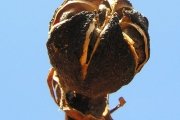 <strong>Malvaceae - Hibiscus boryanus - DC.</strong><br />© Sarrailh Jean-Michel / CIRAD