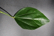 <strong>Malvaceae - Hibiscus boryanus - DC.</strong><br />© Sarrailh Jean-Michel / CIRAD