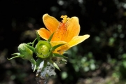 <strong>Malvaceae - Hibiscus boryanus - DC.</strong><br />© Sarrailh Jean-Michel / CIRAD