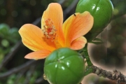 <strong>Malvaceae - Hibiscus boryanus - DC.</strong><br />© Sarrailh Jean-Michel / CIRAD