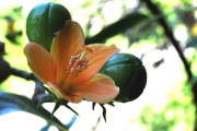 <strong>Malvaceae - Hibiscus boryanus - DC.</strong><br />© Sarrailh Jean-Michel / CIRAD