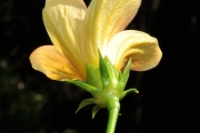 <strong>Malvaceae - Hibiscus boryanus - DC.</strong><br />© Sarrailh Jean-Michel / CIRAD