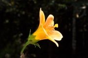 <strong>Malvaceae - Hibiscus boryanus - DC.</strong><br />© Sarrailh Jean-Michel / CIRAD