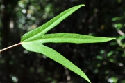 <strong>Malvaceae - Hibiscus boryanus - DC.</strong><br />© Sarrailh Jean-Michel / CIRAD