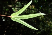 <strong>Malvaceae - Hibiscus boryanus - DC.</strong><br />© Sarrailh Jean-Michel / CIRAD