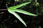 <strong>Malvaceae - Hibiscus boryanus - DC.</strong><br />© Sarrailh Jean-Michel / CIRAD