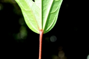 <strong>Malvaceae - Hibiscus boryanus - DC.</strong><br />© Sarrailh Jean-Michel / CIRAD