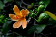<strong>Malvaceae - Hibiscus boryanus - DC.</strong><br />© Sarrailh Jean-Michel / CIRAD