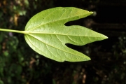 <strong>Malvaceae - Hibiscus boryanus - DC.</strong><br />© Sarrailh Jean-Michel / CIRAD