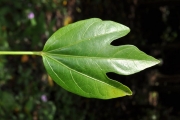 <strong>Malvaceae - Hibiscus boryanus - DC.</strong><br />© Sarrailh Jean-Michel / CIRAD