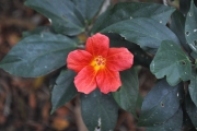 <strong>Malvaceae - Hibiscus boryanus - DC.</strong><br />© Sarrailh Jean-Michel / CIRAD