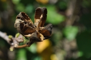 <strong>Malvaceae - Hibiscus boryanus - DC.</strong><br />© Sarrailh Jean-Michel / CIRAD