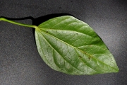 <strong>Malvaceae - Hibiscus boryanus - DC.</strong><br />© Sarrailh Jean-Michel / CIRAD