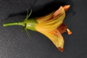 <strong>Malvaceae - Hibiscus boryanus - DC.</strong><br />© Sarrailh Jean-Michel / CIRAD