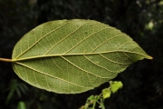 <strong>Malvaceae - Hibiscus boryanus - DC.</strong><br />© Sarrailh Jean-Michel / CIRAD
