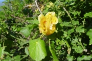 <strong>Malvaceae - Hibiscus columnaris - Cav.</strong><br />© Sarrailh Jean-Michel / CIRAD
