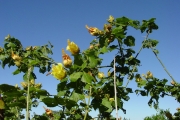 <strong>Malvaceae - Hibiscus columnaris - Cav.</strong><br />© Sarrailh Jean-Michel / CIRAD