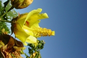 <strong>Malvaceae - Hibiscus columnaris - Cav.</strong><br />© Sarrailh Jean-Michel / CIRAD