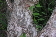 <strong>Malvaceae - Hibiscus columnaris - Cav.</strong><br />© Sarrailh Jean-Michel / CIRAD