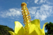 <strong>Malvaceae - Hibiscus columnaris - Cav.</strong><br />© Sarrailh Jean-Michel / CIRAD