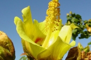 <strong>Malvaceae - Hibiscus columnaris - Cav.</strong><br />© Sarrailh Jean-Michel / CIRAD