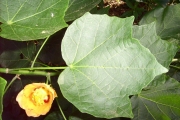 <strong>Malvaceae - Hibiscus columnaris - Cav.</strong><br />© Perroud Annaïg