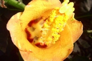 <strong>Malvaceae - Hibiscus columnaris - Cav.</strong><br />© Perroud Annaïg