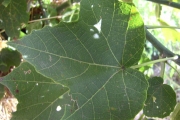 <strong>Malvaceae - Hibiscus columnaris - Cav.</strong><br />© Perroud Annaïg