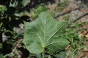 <strong>Malvaceae - Hibiscus columnaris - Cav.</strong><br />© Sarrailh Jean-Michel / CIRAD