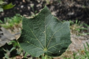 <strong>Malvaceae - Hibiscus columnaris - Cav.</strong><br />© Sarrailh Jean-Michel / CIRAD
