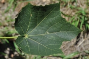<strong>Malvaceae - Hibiscus columnaris - Cav.</strong><br />© Sarrailh Jean-Michel / CIRAD
