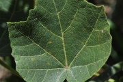 <strong>Malvaceae - Hibiscus columnaris - Cav.</strong><br />© Sarrailh Jean-Michel / CIRAD