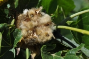 <strong>Malvaceae - Hibiscus columnaris - Cav.</strong><br />© Sarrailh Jean-Michel / CIRAD