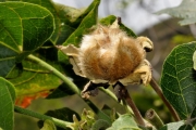 <strong>Malvaceae - Hibiscus columnaris - Cav.</strong><br />© Sarrailh Jean-Michel / CIRAD