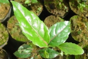 <strong>Salicaceae - Homalium paniculatum - (Lam.) Benth.</strong><br />© Sarrailh Jean-Michel / CIRAD