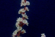 <strong>Salicaceae - Homalium paniculatum - (Lam.) Benth.</strong><br />© Sarrailh Jean-Michel / CIRAD