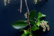 <strong>Salicaceae - Homalium paniculatum - (Lam.) Benth.</strong><br />© Sarrailh Jean-Michel / CIRAD