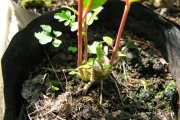 <strong>Salicaceae - Homalium paniculatum - (Lam.) Benth.</strong><br />© Sarrailh Jean-Michel / CIRAD