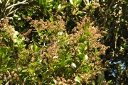 <strong>Salicaceae - Homalium paniculatum - (Lam.) Benth.</strong><br />© Sarrailh Jean-Michel / CIRAD