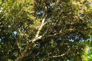 <strong>Salicaceae - Homalium paniculatum - (Lam.) Benth.</strong><br />© Sarrailh Jean-Michel / CIRAD