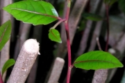 <strong>Salicaceae - Homalium paniculatum - (Lam.) Benth.</strong><br />© Sarrailh Jean-Michel / CIRAD