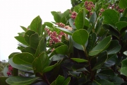 <strong>Salicaceae - Homalium paniculatum - (Lam.) Benth.</strong><br />© Perroud Annaïg