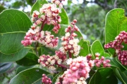 <strong>Salicaceae - Homalium paniculatum - (Lam.) Benth.</strong><br />© Perroud Annaïg