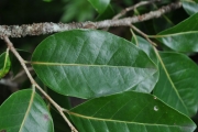 <strong>Salicaceae - Homalium paniculatum - (Lam.) Benth.</strong><br />© Sarrailh Jean-Michel / CIRAD