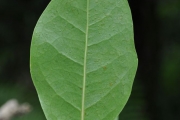 <strong>Salicaceae - Homalium paniculatum - (Lam.) Benth.</strong><br />© Sarrailh Jean-Michel / CIRAD