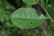 <strong>Salicaceae - Homalium paniculatum - (Lam.) Benth.</strong><br />© Sarrailh Jean-Michel / CIRAD
