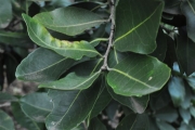<strong>Salicaceae - Homalium paniculatum - (Lam.) Benth.</strong><br />© Sarrailh Jean-Michel / CIRAD